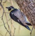 Acorn woodpecker and other birds at the Effie Yeaw nature preserve