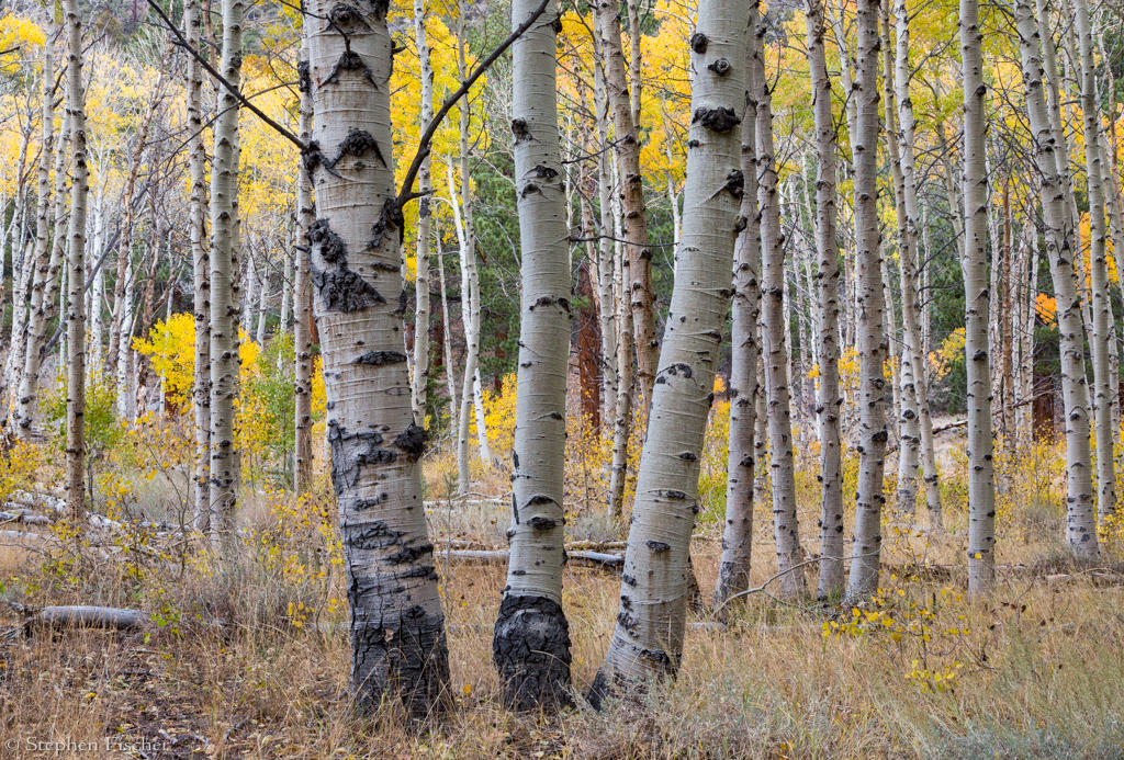 Aspen trunks among the fall colors up a secluded canyon of the Mono basin