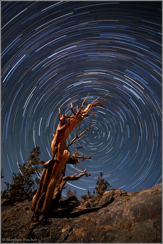 Bristlecone pine star trail pattern