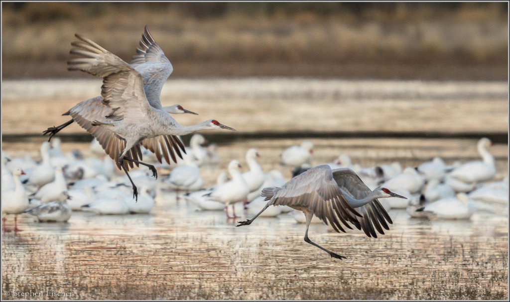 Crane take-off from Bosque del Apache