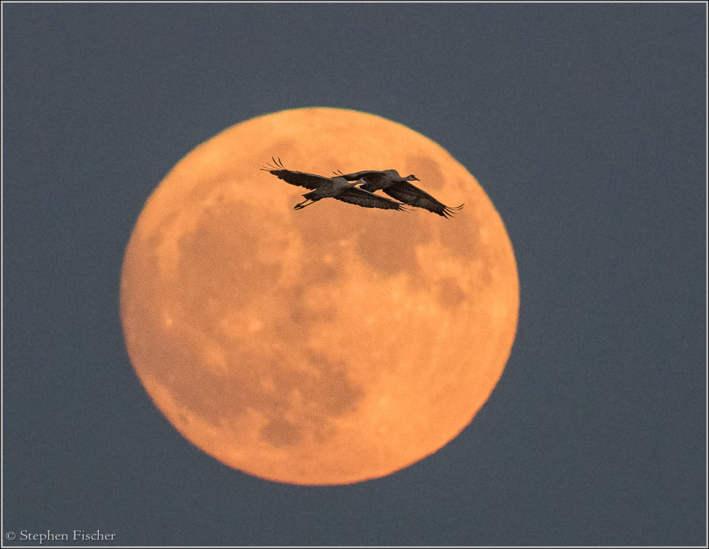 Sandhill cranes flying in front of the Super Moon