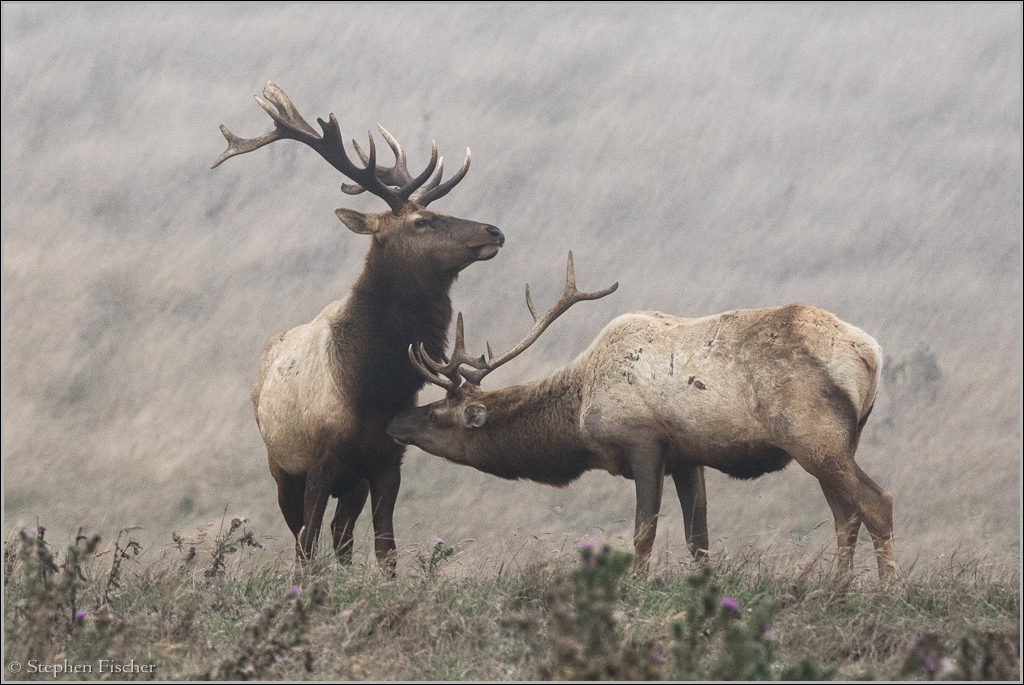 Point Reyes elk grooming