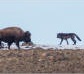 Pack of wolves attacking bison