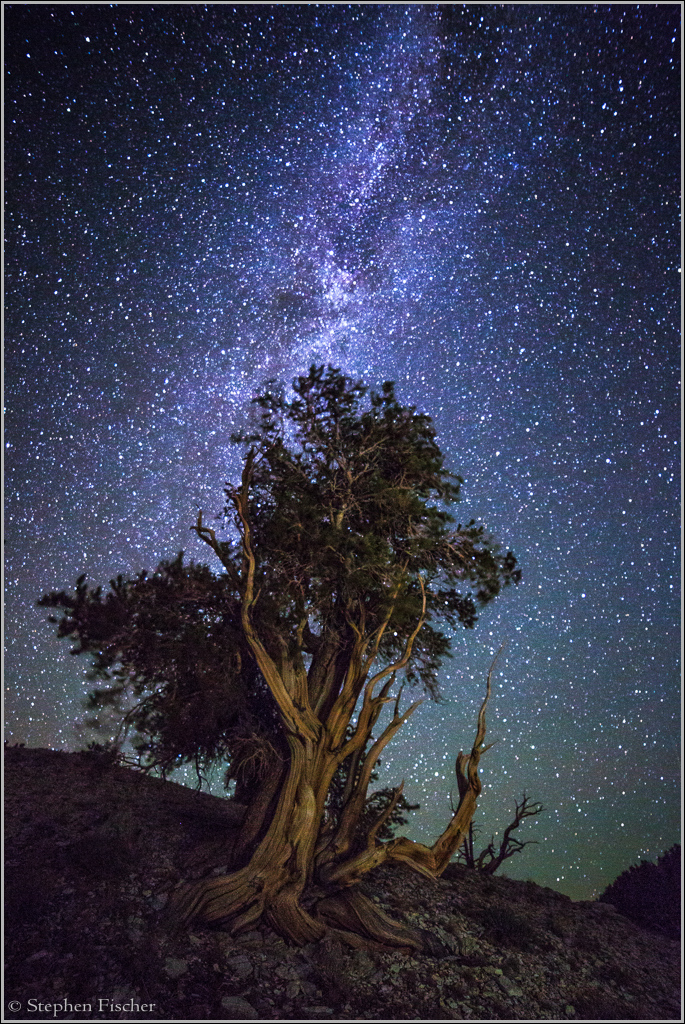 Bristlecone pine with the backdrop of the Milky Way