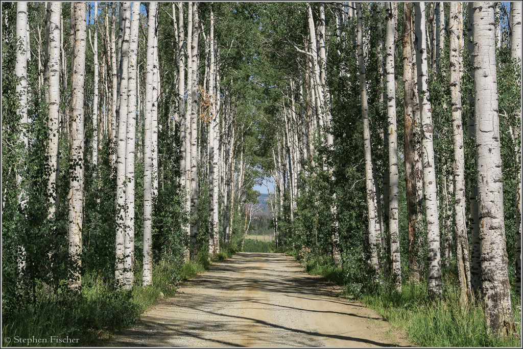 Aspen Tree Tunnel