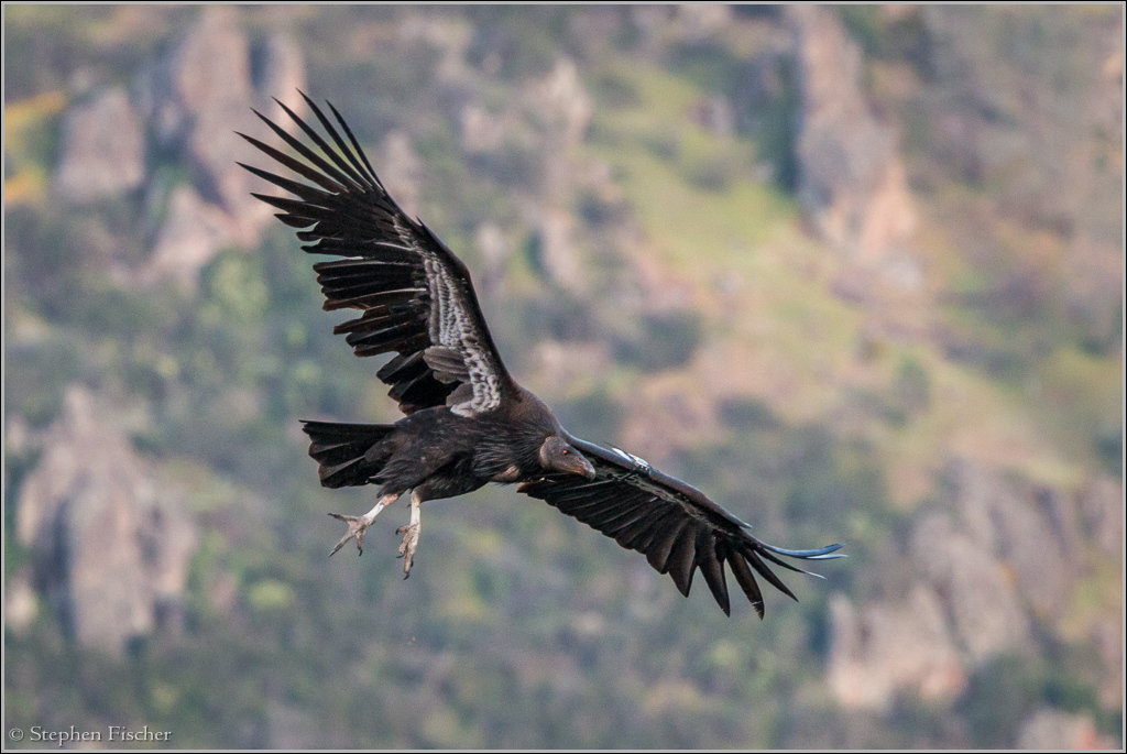 California Condor at Pinnacles National Park