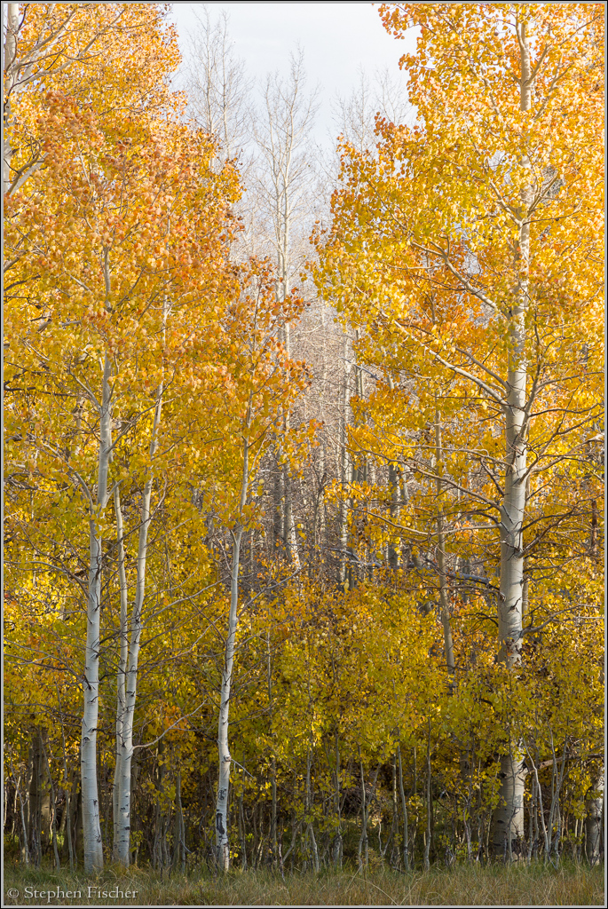 Fall colors of the eastern sierra