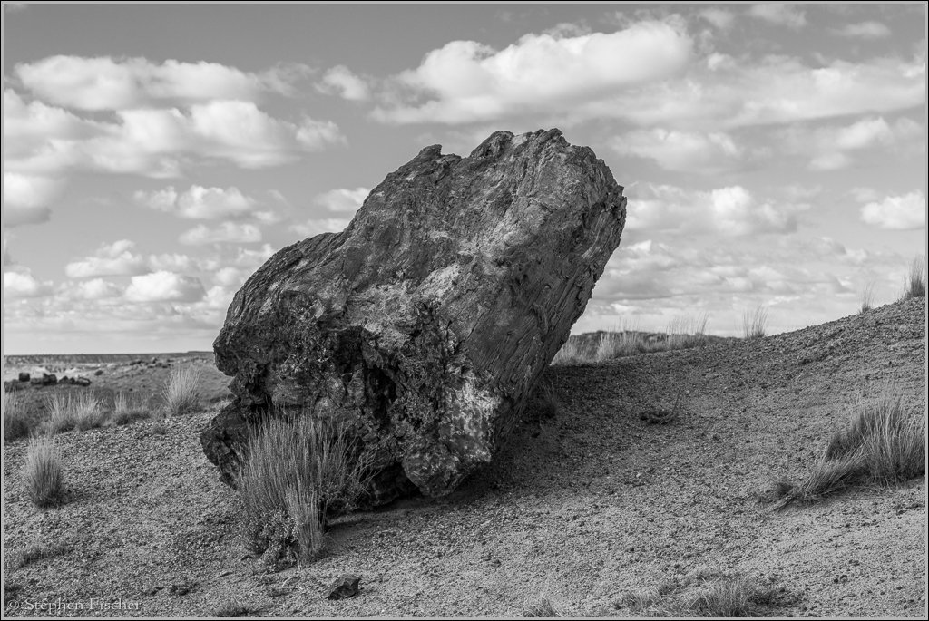 Petrified wood