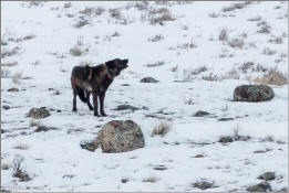 Wapiti Lake wolf pack leader