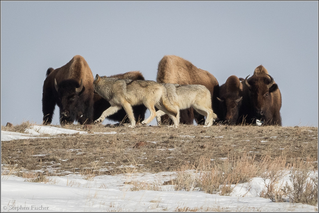 Wolves and Bison