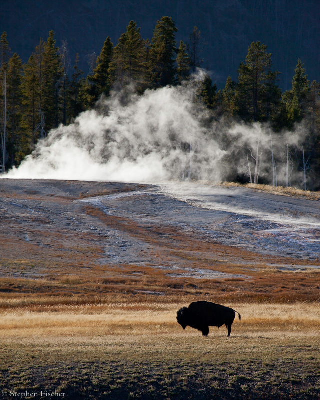 Buffalo geyser