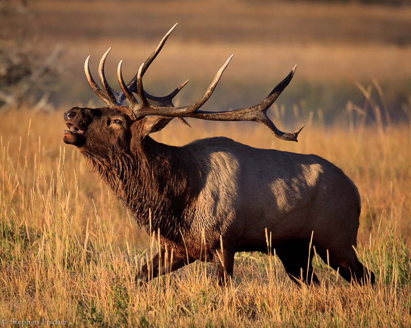 Elk magnificence