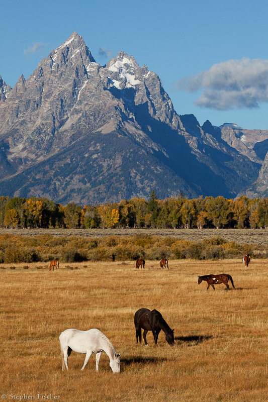 Grazing the Teton plains