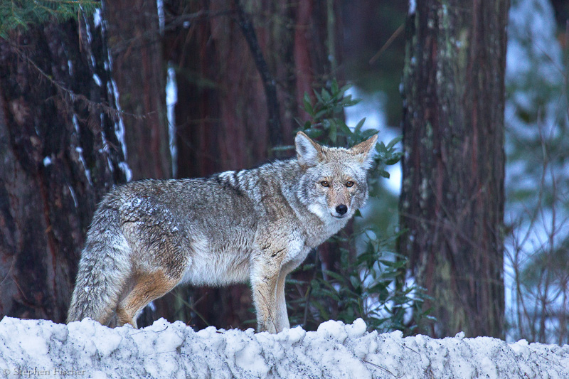 Winter coyote