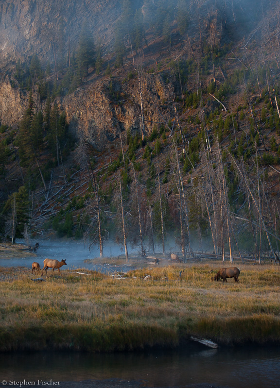 Mist in the meadow