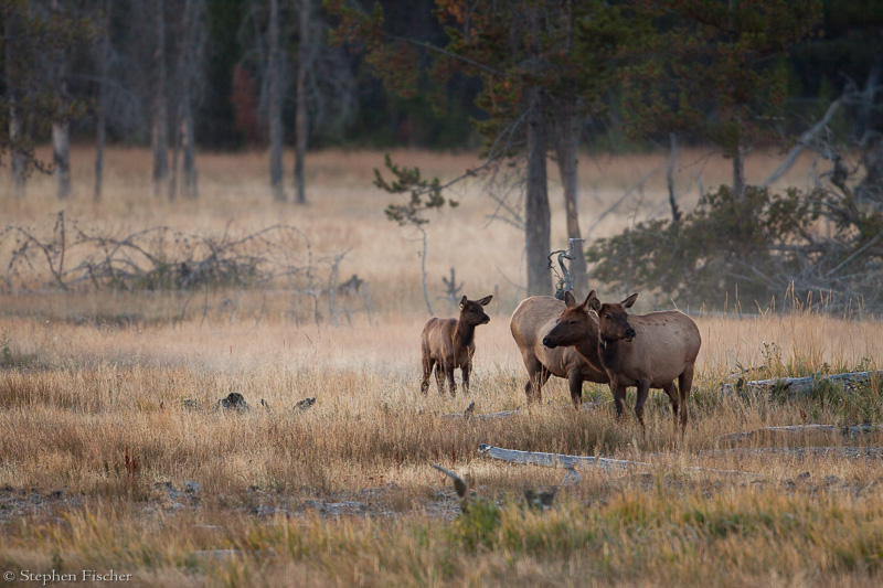 Elk family meadow