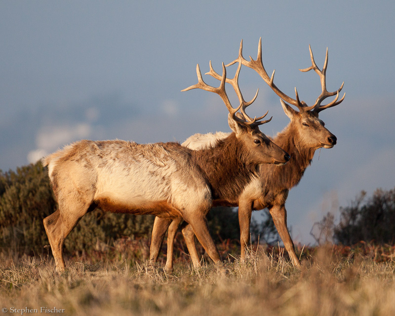 Point Reyes elk