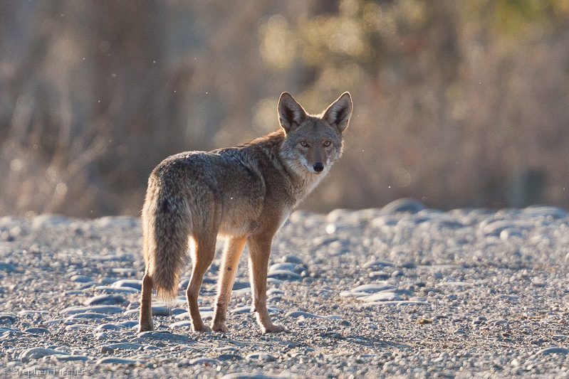 Coyote on the road