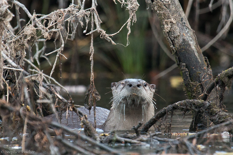 One eyed otter