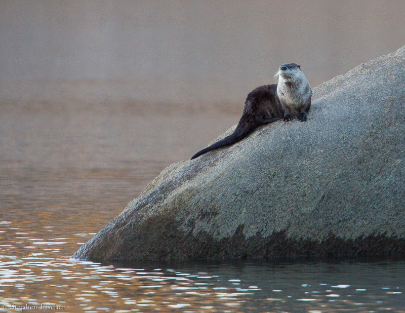 Northern river otter