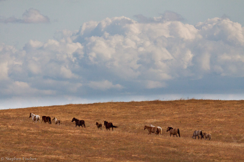 Horse on the hilltop