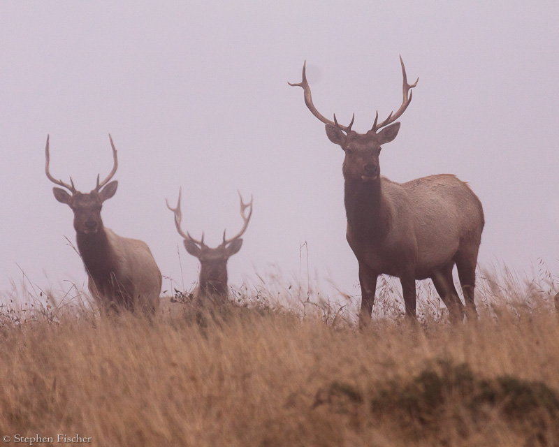 Elk investigation