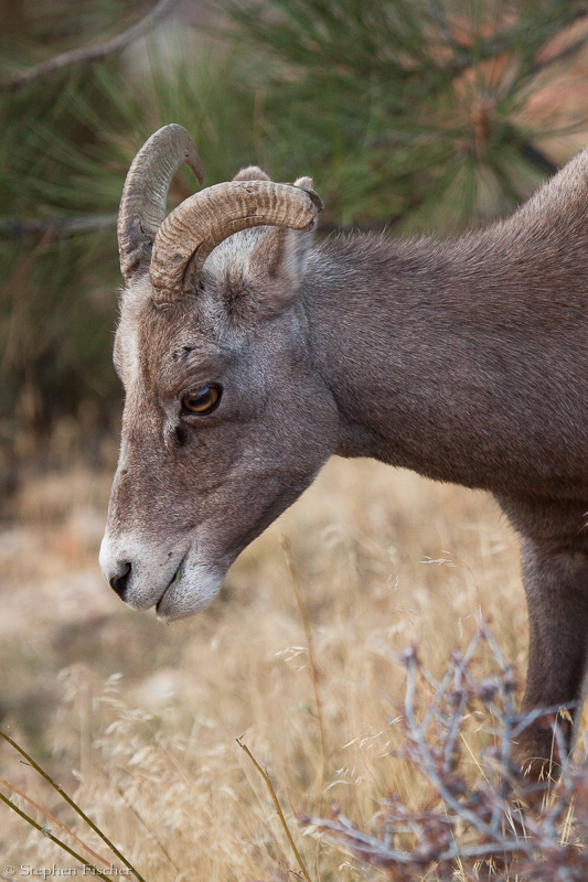 Mountain sheep