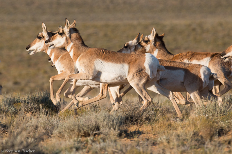 Antelope on the run