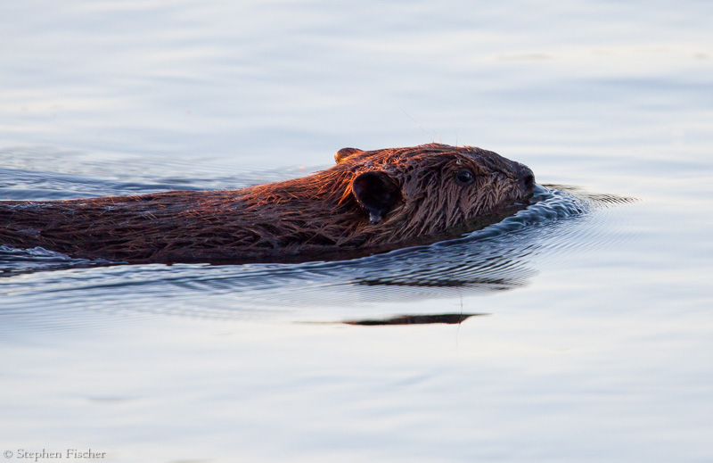 American River beaver