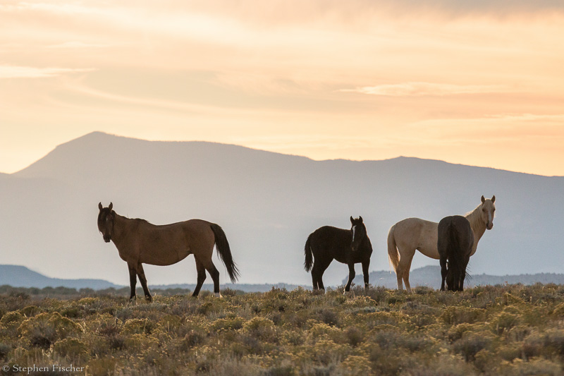 Grazing the sunset