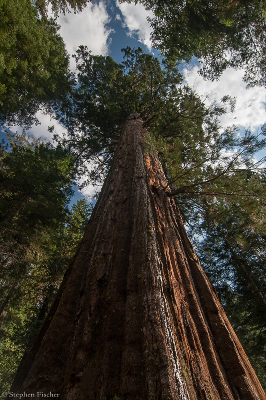 Yosemite Giant Sequoia