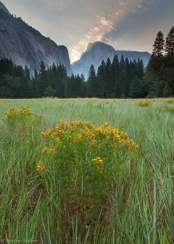 Yosemite goldenrods
