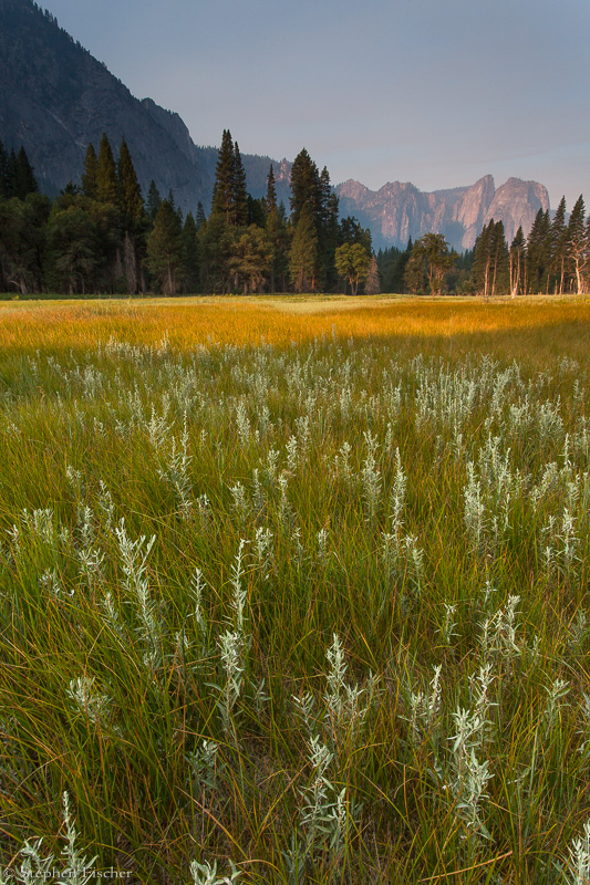 Yosemite meadow morning