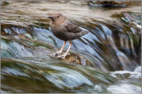 american dipper