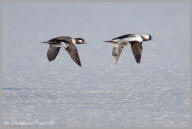 Bufflehead