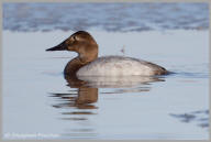 Canvasback