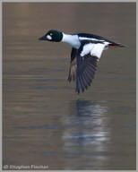 Common Goldeneye