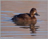 Lesser Scaup