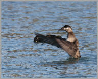 Surf Scoter