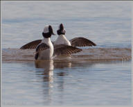 Bufflehead duck