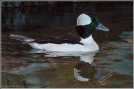 bufflehead duck