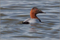 canvasback duck