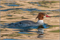 common merganser