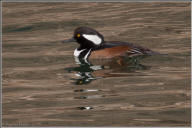 Hooded merganser