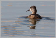 Ring-necked duck