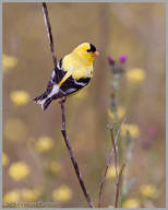 American Goldfinch