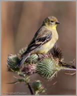 American Goldfinch