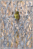 Lesser Goldfinch