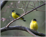 Lesser Goldfinch