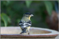 Lesser goldfinch